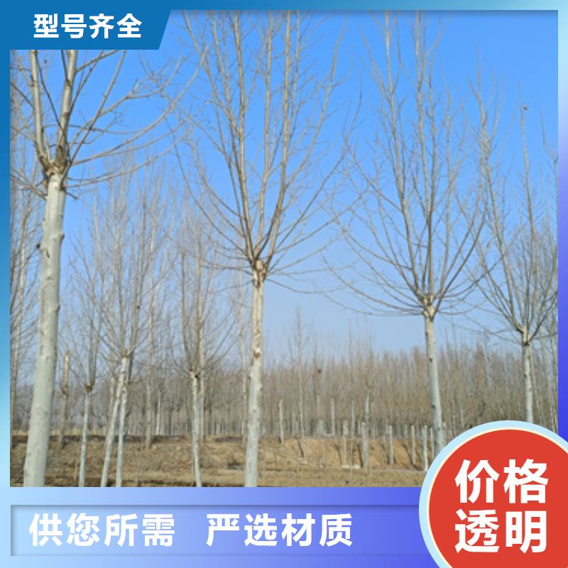 法桐-金叶复叶槭资质认证