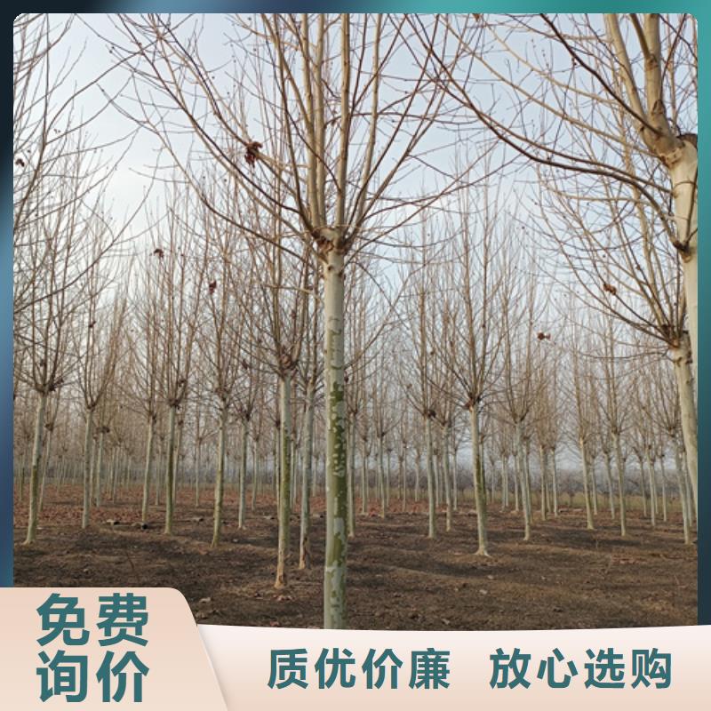 法桐-金叶复叶槭资质认证