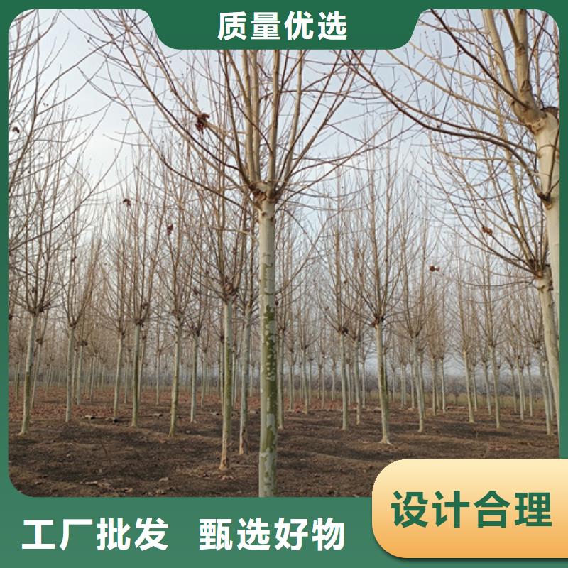 法桐-金叶复叶槭资质认证