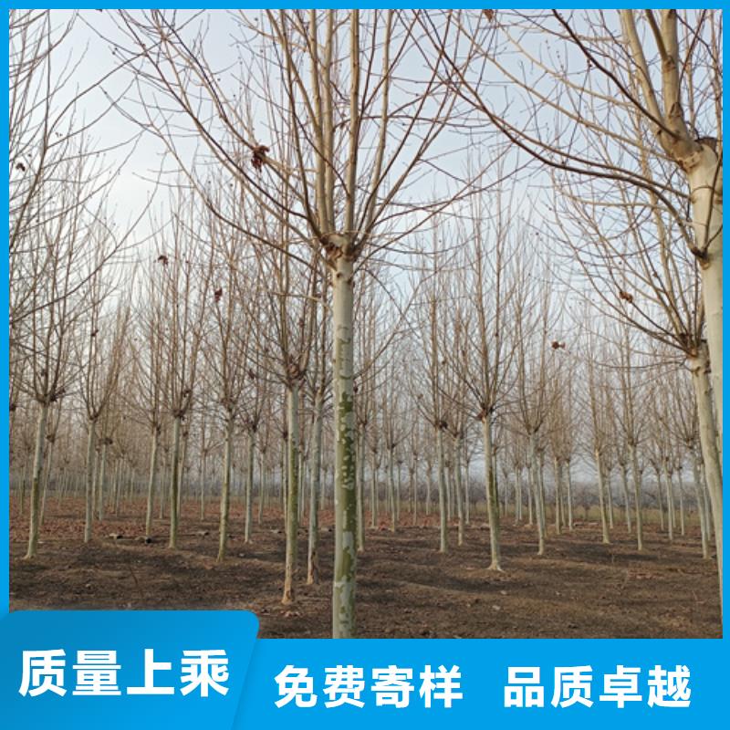 法桐颜色尺寸款式定制