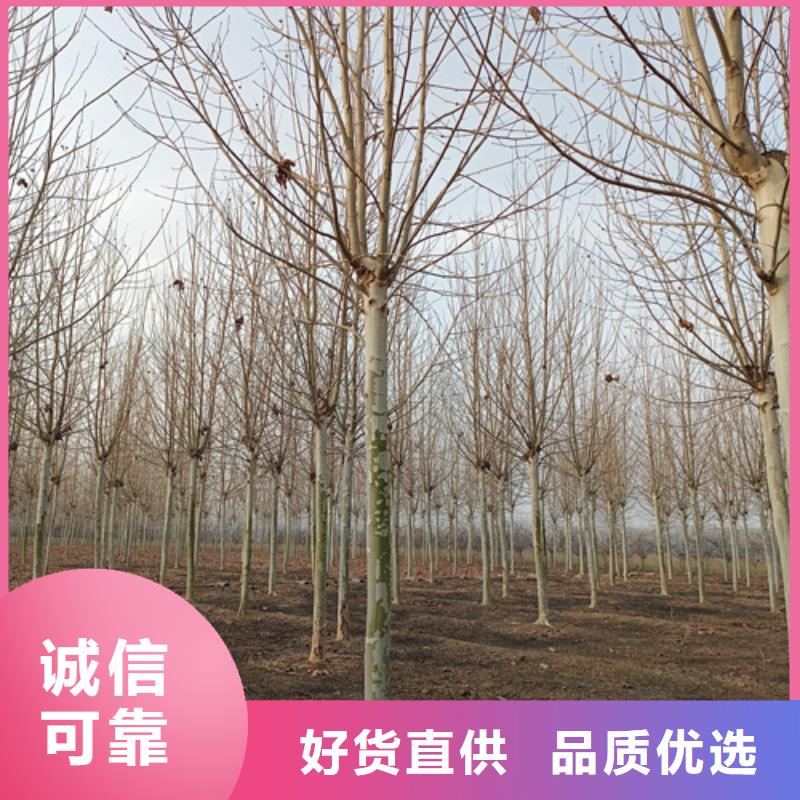 法桐颜色尺寸款式定制