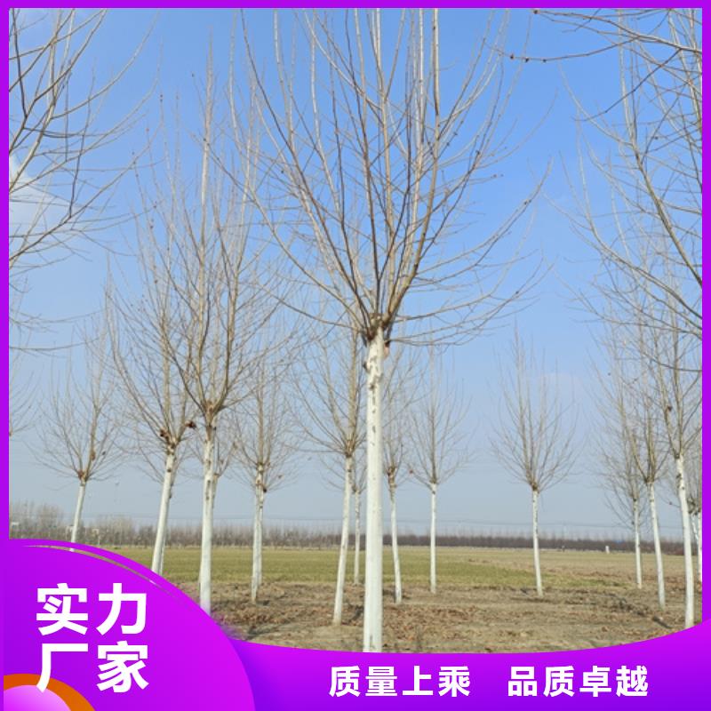 法桐-金叶复叶槭资质认证