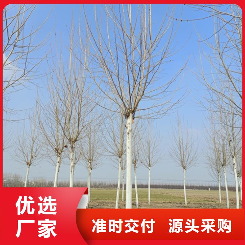 法桐-金叶复叶槭资质认证