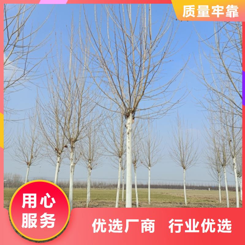 法桐-金叶复叶槭资质认证