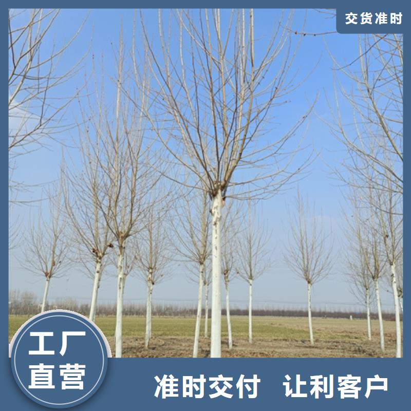 法桐颜色尺寸款式定制