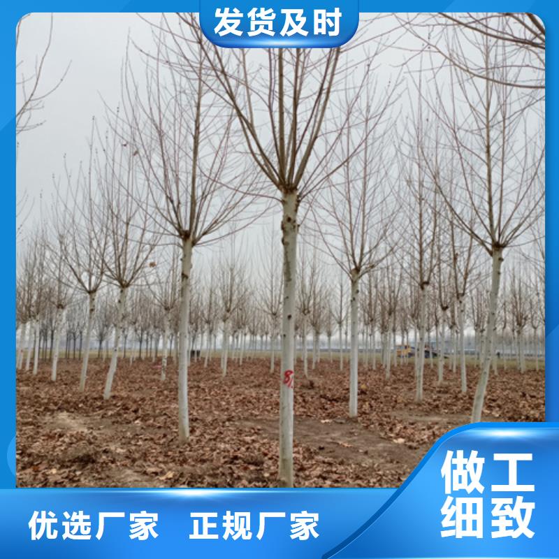 法桐颜色尺寸款式定制