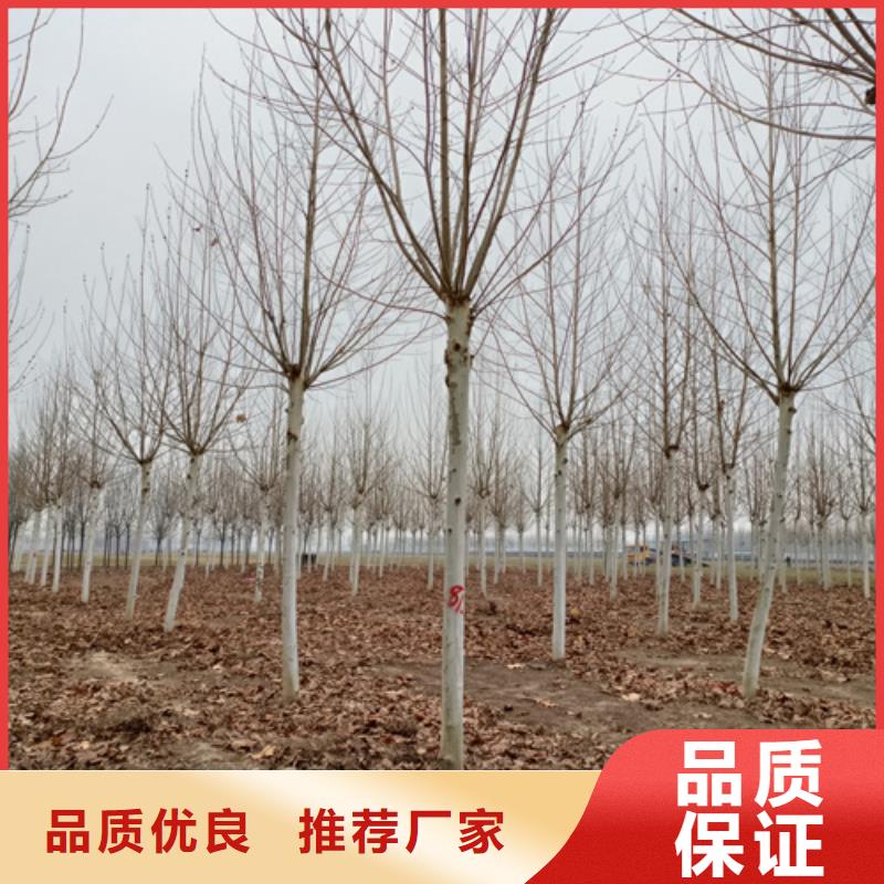 法桐颜色尺寸款式定制