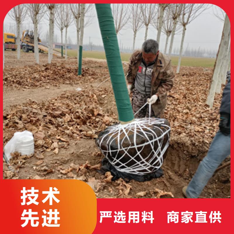 法桐-金叶复叶槭资质认证