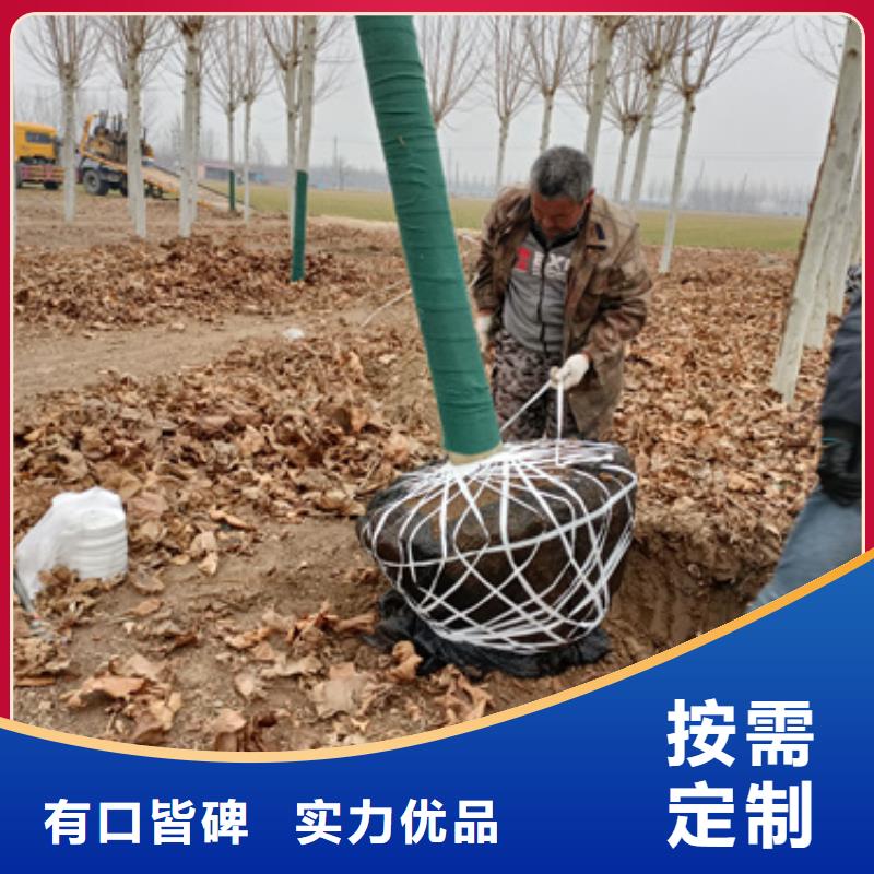 法桐-金叶复叶槭资质认证