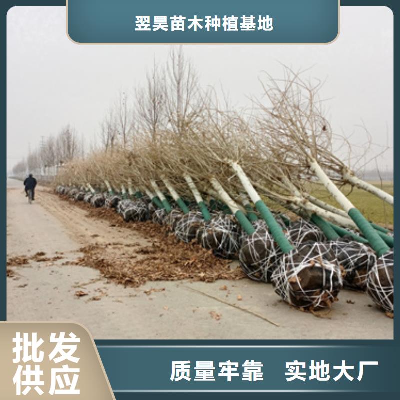 法桐颜色尺寸款式定制