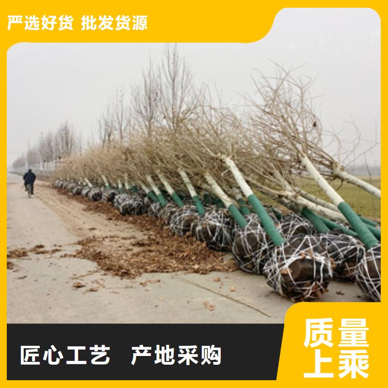 法桐-金叶复叶槭资质认证