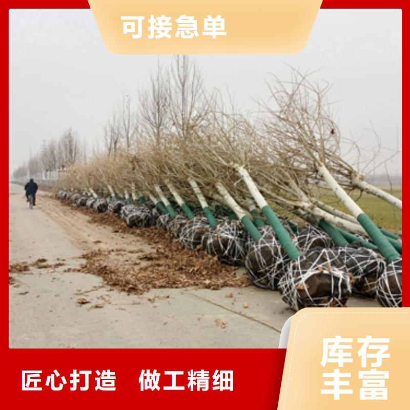 法桐-金叶复叶槭资质认证