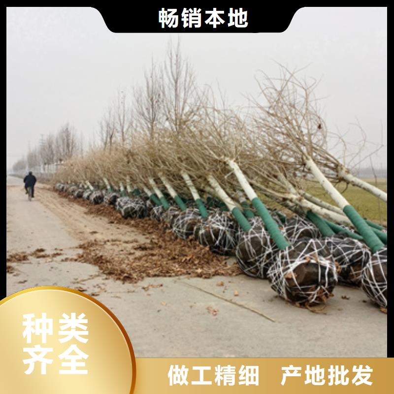 法桐颜色尺寸款式定制