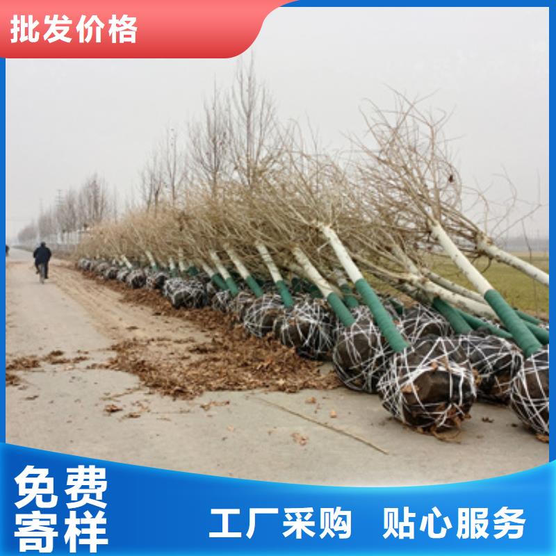 法桐-金叶复叶槭资质认证