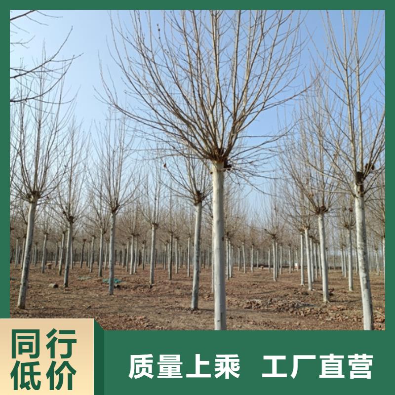 法桐颜色尺寸款式定制