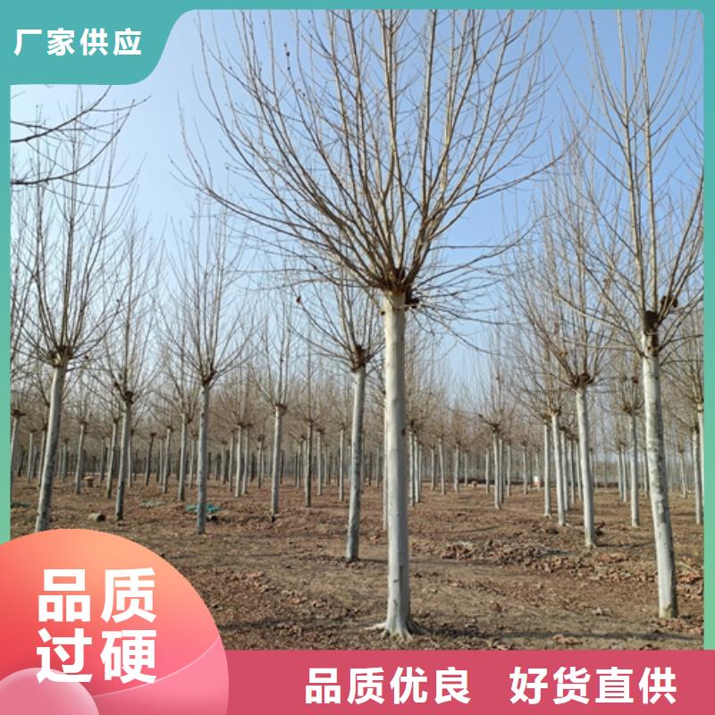 法桐-金叶复叶槭资质认证