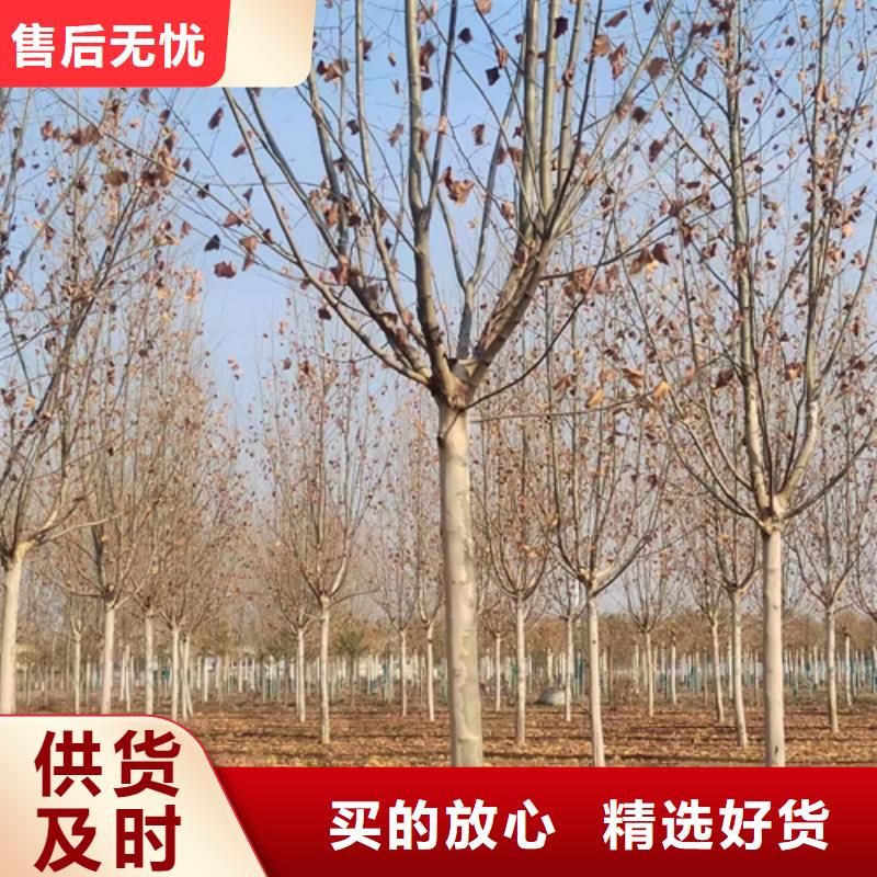 法桐颜色尺寸款式定制