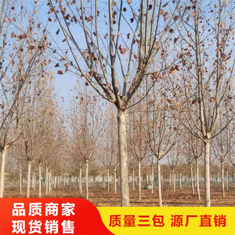 法桐-金叶复叶槭资质认证