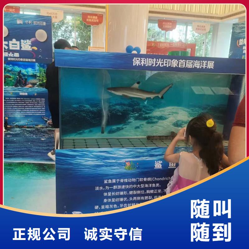 企鹅展览企业-可接大单