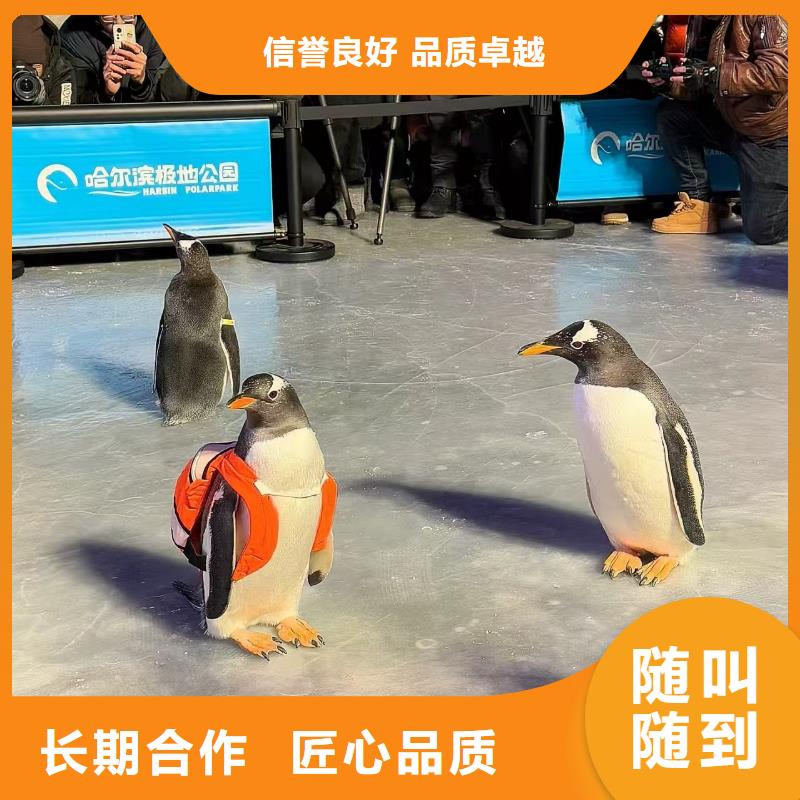 巴布亚企鹅供应商