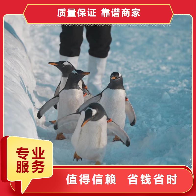 巴布亚企鹅样式众多