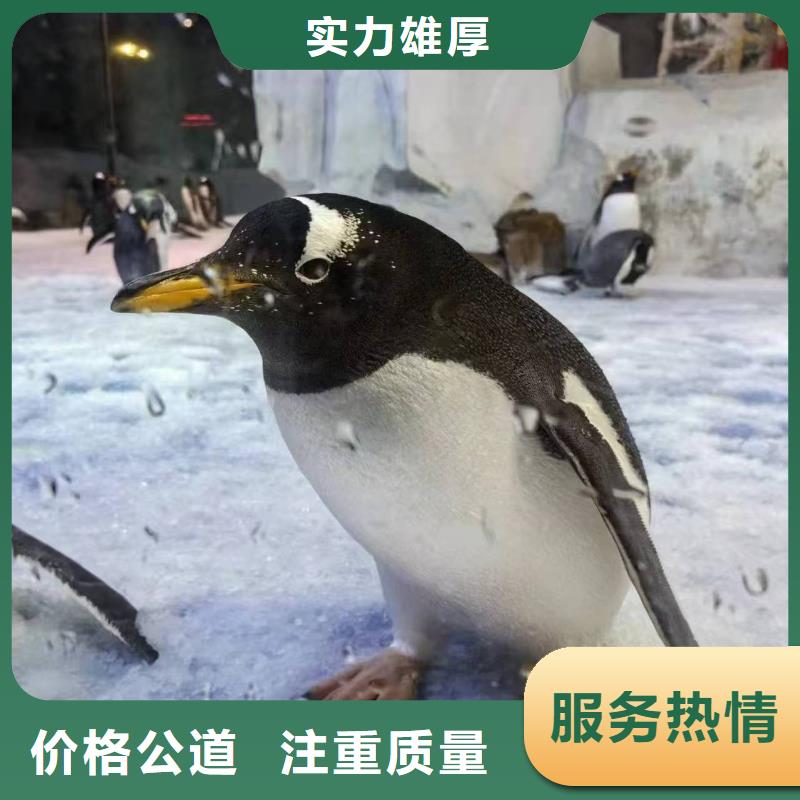 巴布亚企鹅_巴布亚企鹅有限公司