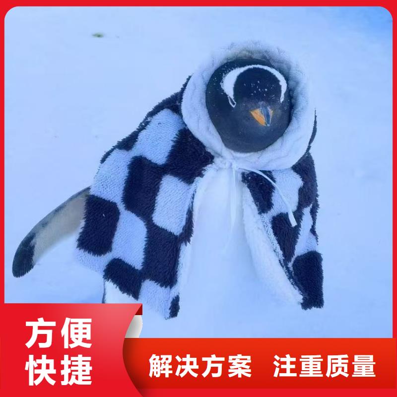 帽带企鹅质量保证