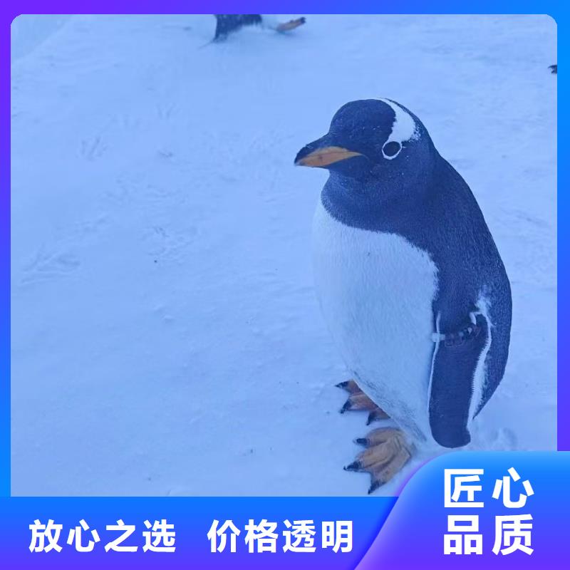 企鹅出租优质厂家