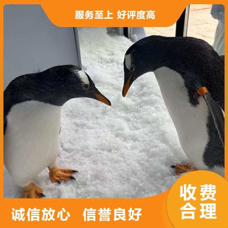 帝企鹅 优势特点