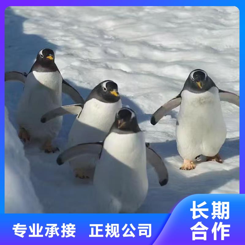 巴布亚企鹅供应商