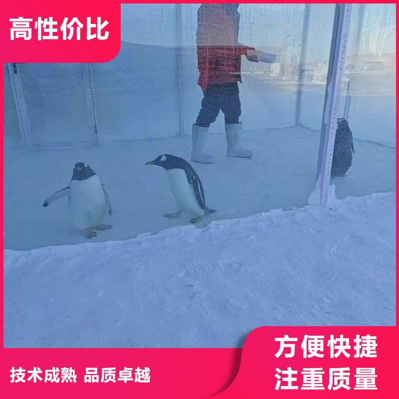 巴布亚企鹅厂家直售