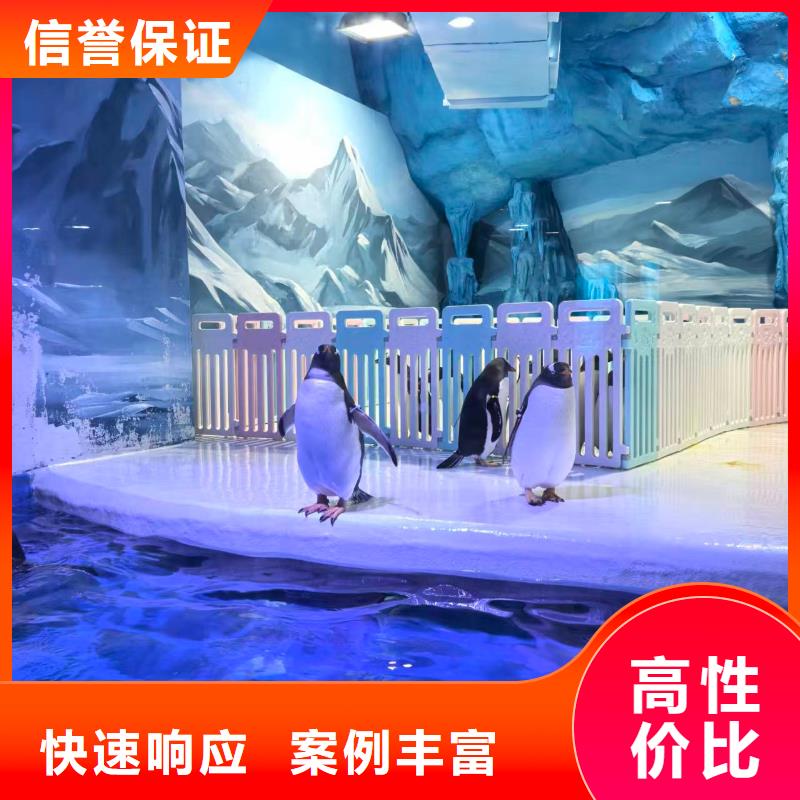 巴布亚企鹅供应商