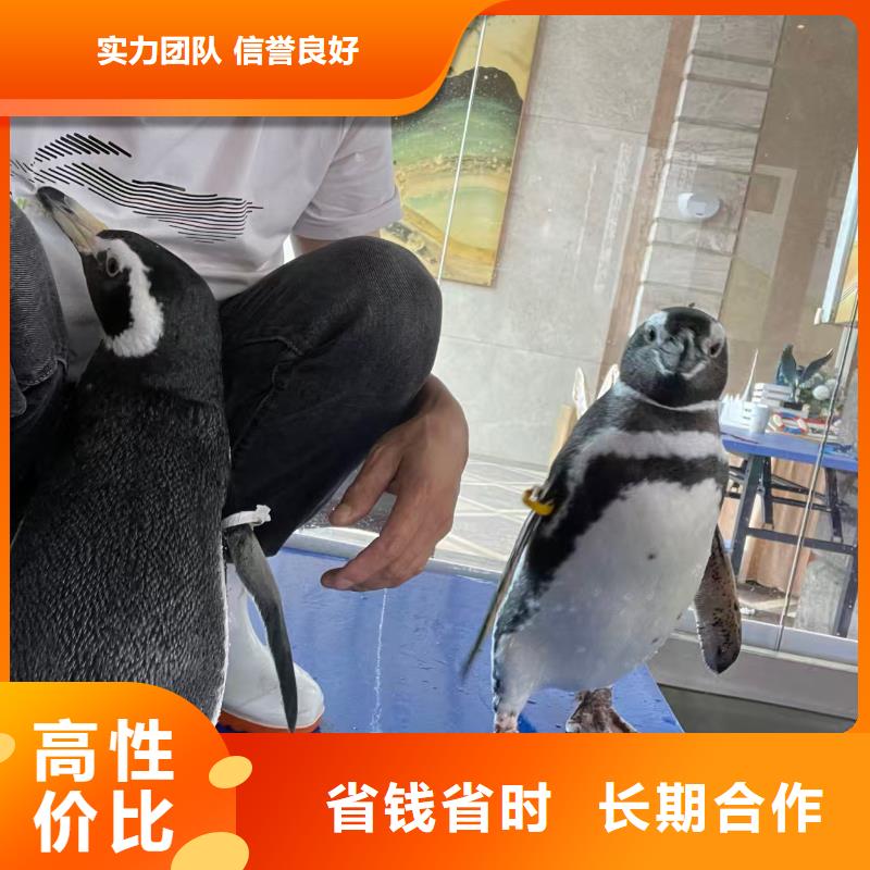 帽带企鹅质量保证