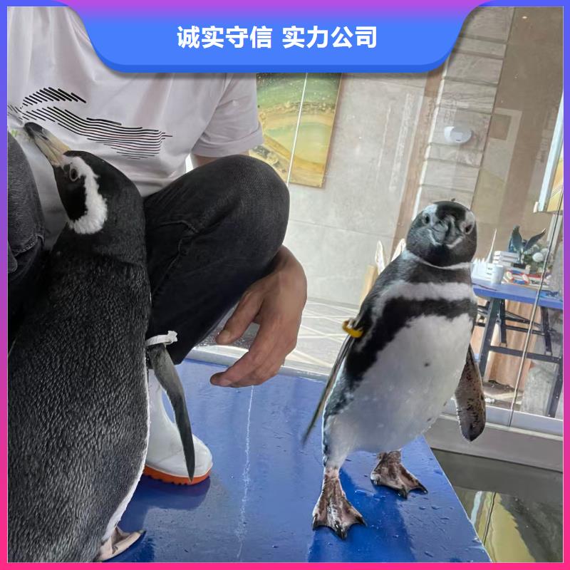 批发帽带企鹅_生产厂家