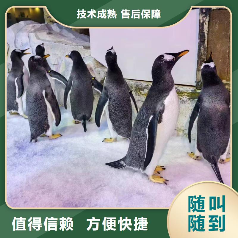 企鹅出租优质厂家