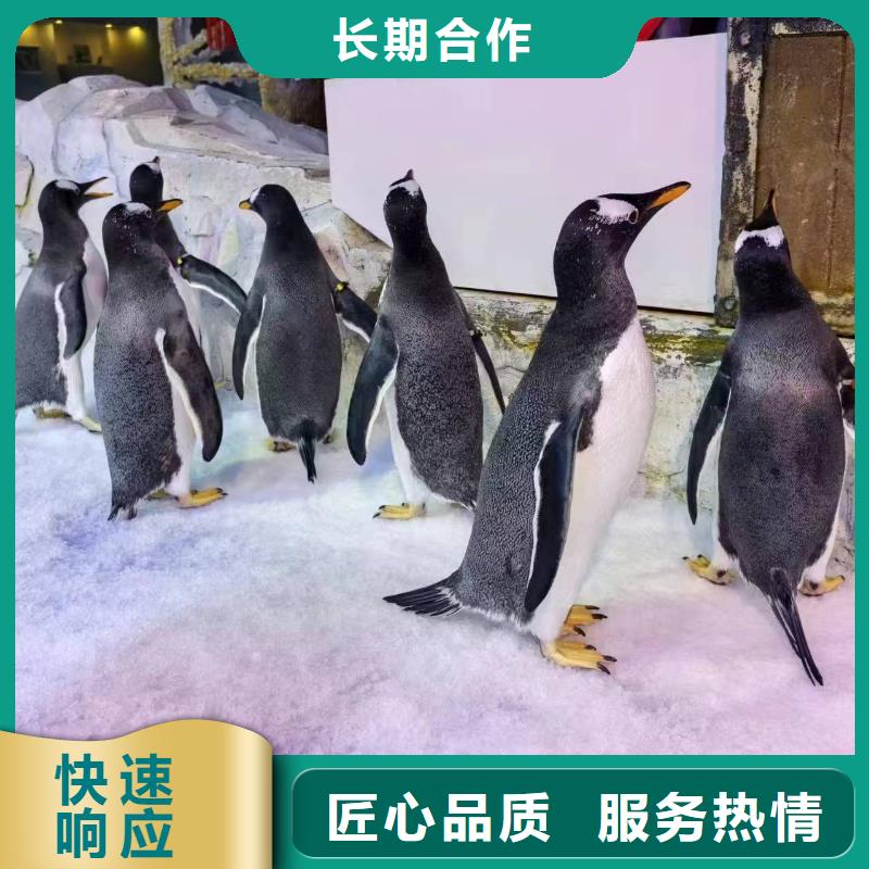 巴布亚企鹅厂家直售