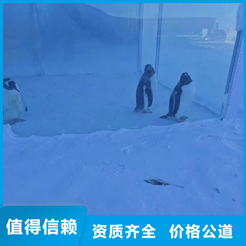 帽带企鹅质量保证