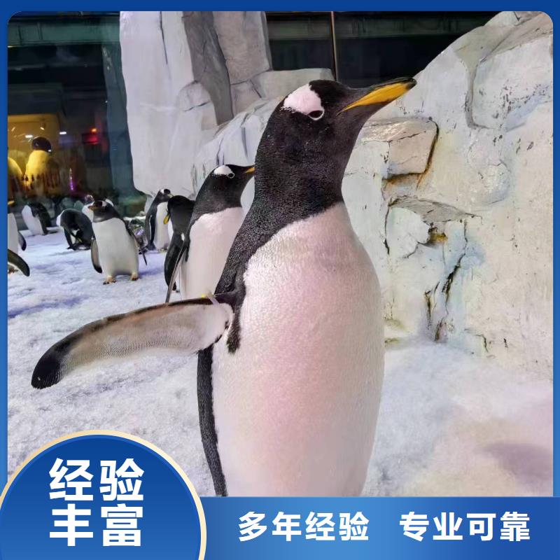 巴布亚企鹅厂家直售