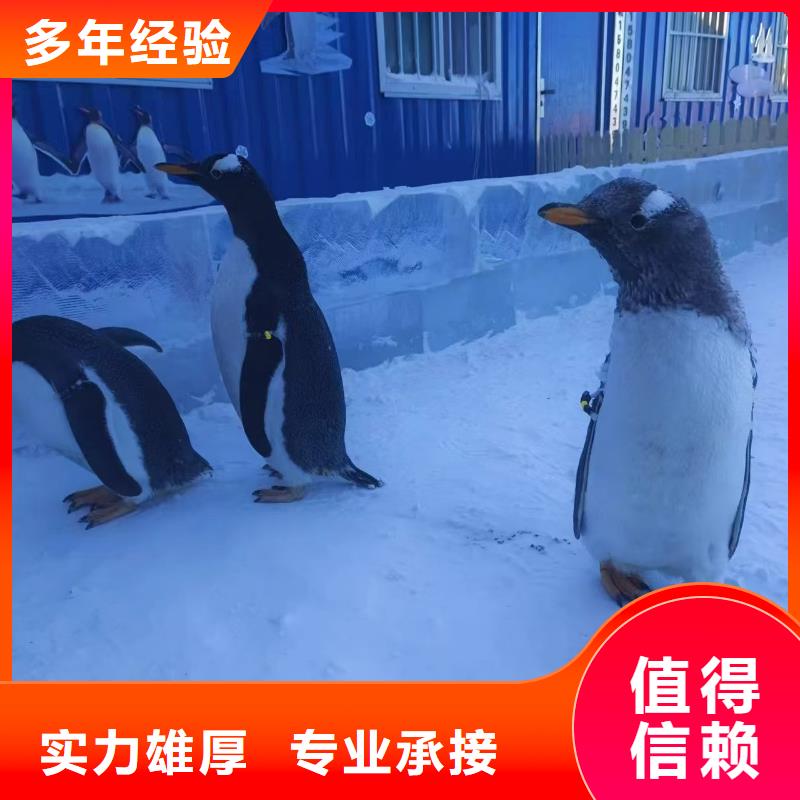 库存充足的企鹅展览销售厂家