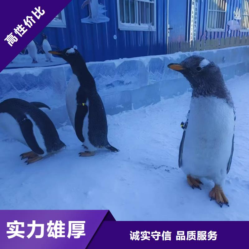 巴布亚企鹅供应商