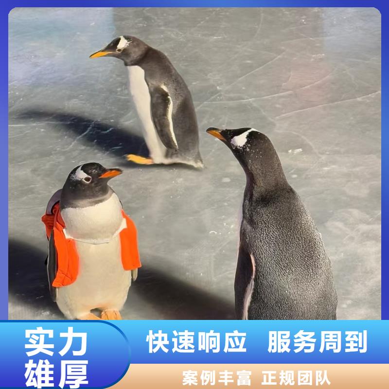 批发帽带企鹅_生产厂家