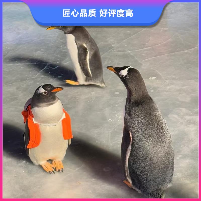 企鹅展览定制-实力厂家