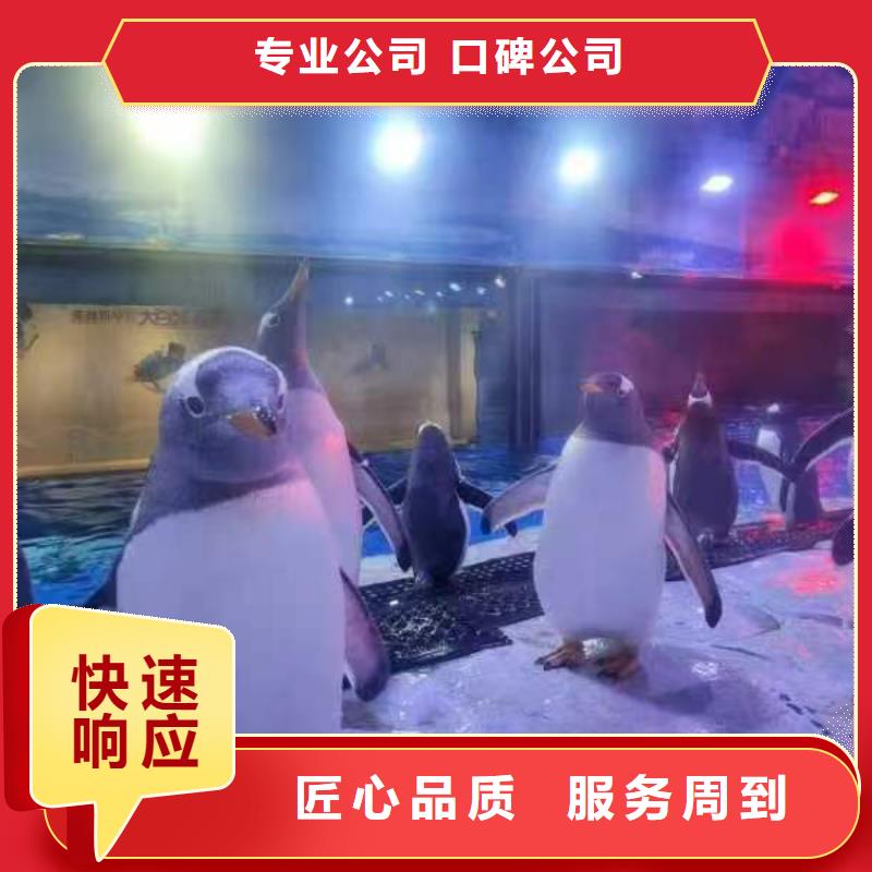 批发帽带企鹅_生产厂家