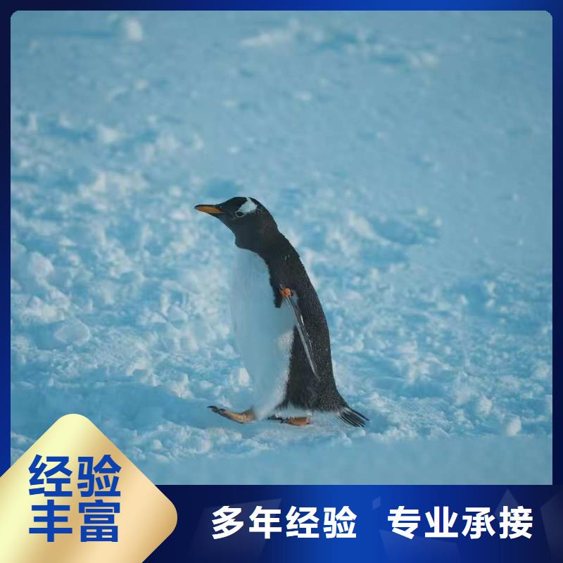 质量靠谱的企鹅展览厂家