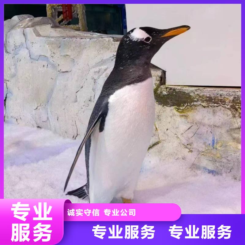 厂家批量供应巴布亚企鹅