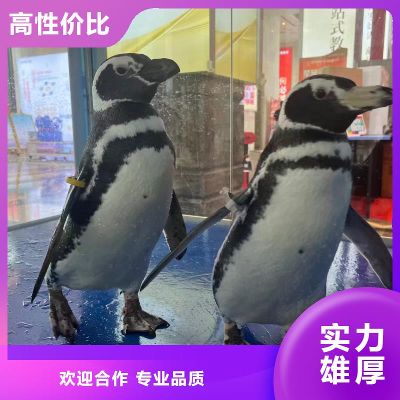 企鹅展览让利促销