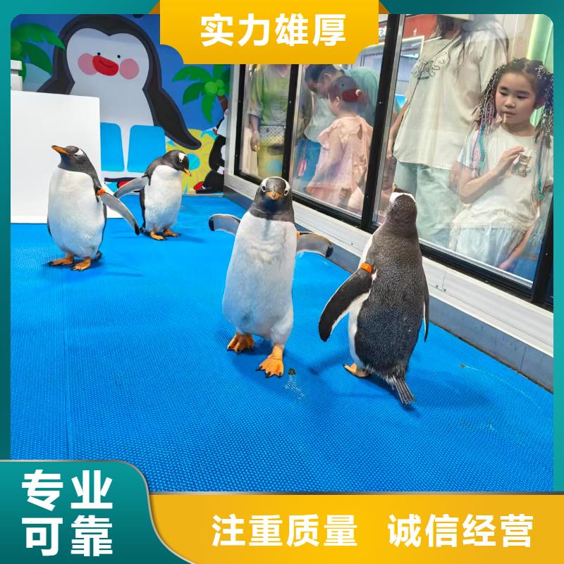 帝企鹅 品质商家