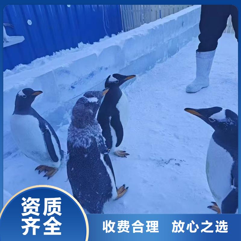 帝企鹅 发货就是快