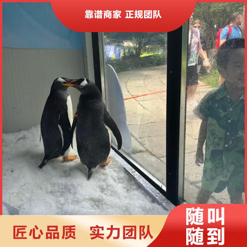 企鹅展览让利促销