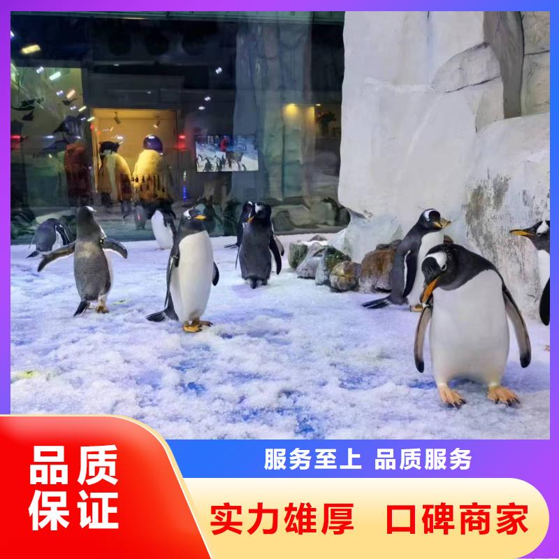 库存充足的企鹅展览销售厂家